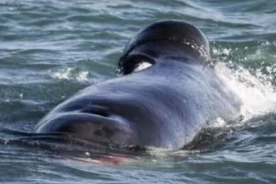 Orca solitaria devora a un gran tiburón blanco en un sorprendente evento frente a las costas de Sudáfrica.