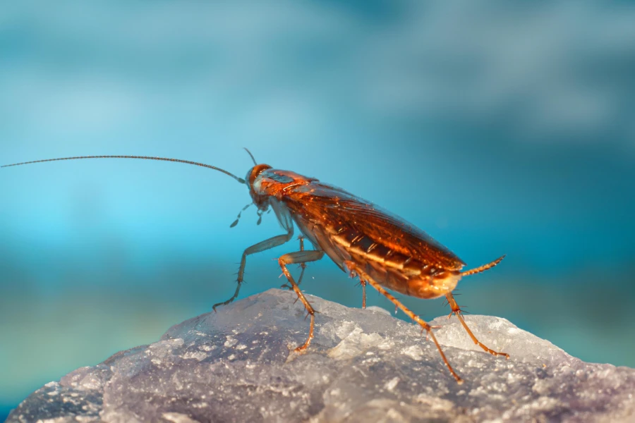 Amenaza en casa: Supercucaracha alemana resiste pesticidas