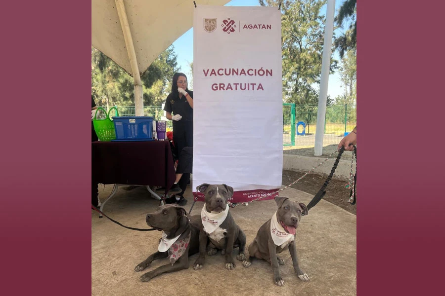 Se realizaron mil 300 servicios veterinarios como desparasitaciones, vacunaciones y esterilizaciones en noviembre. | @AgatanCdmx