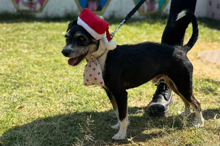 Los lomitos del Centro de Transferencia Canina del Metro, en mood navideño. | GobCDMX