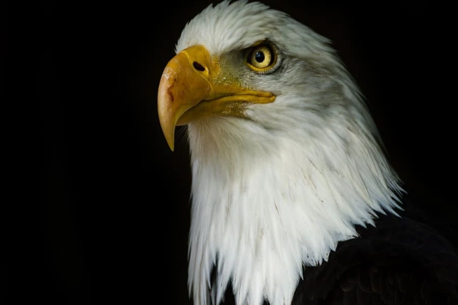 El águila calva ya es el ave nacional de Estados Unidos. | @ListinDiario