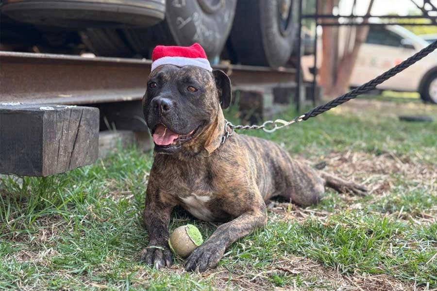 Lomitos del Centro de Transferencia Canina del Metro. | Gobierno de la Ciudad de México