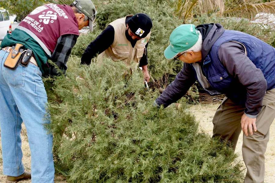 Los capitalinos pueden llevar sus árboles de navidad a los centros de acopio. | @SEDEMA_CDMX