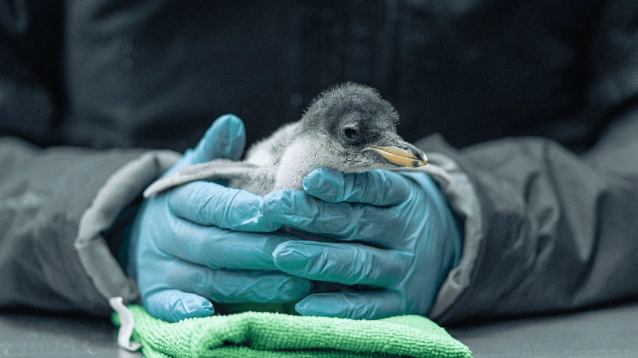 Cría de pingüino Gentoo, nacida en el Acuario Inbursa de la CdMx. | Nube de Ideas